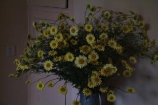 Anthemis  'E.C. Buxton'  bestellen